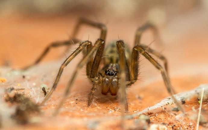 common house spider up close