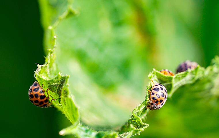 ladybugs eating a leaf