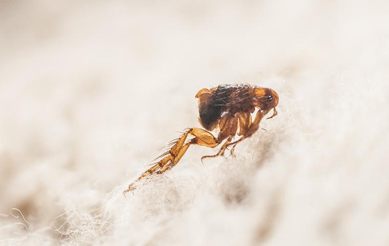flea on carpet fiber