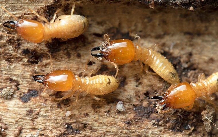 four termites chewing on wood