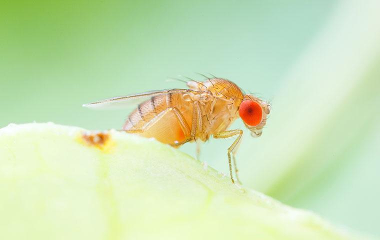 How to Get Rid of a Fruit Fly Infestation in Your Apartment