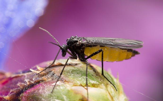 fungus gnat crawling on flower