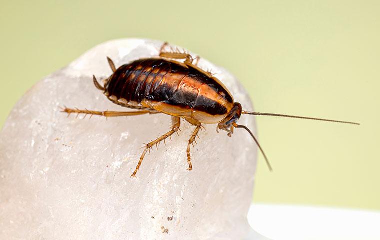 german cockroach on a white rock
