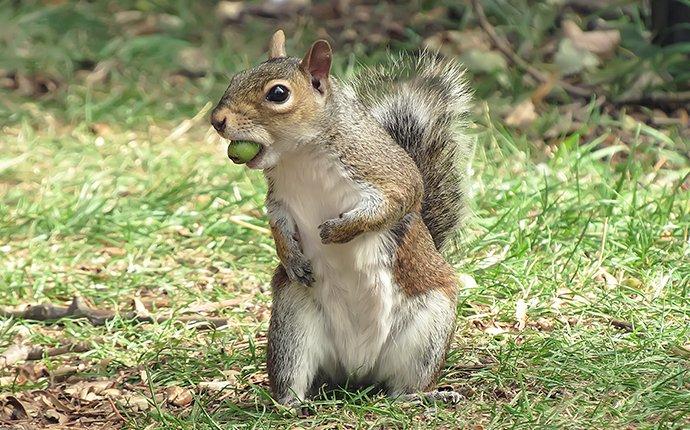 a squirrel with a nut in its mouth