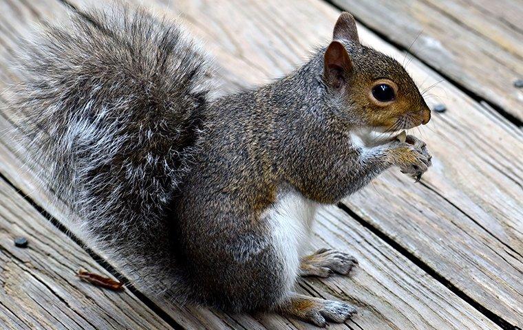 squirrel on a porch