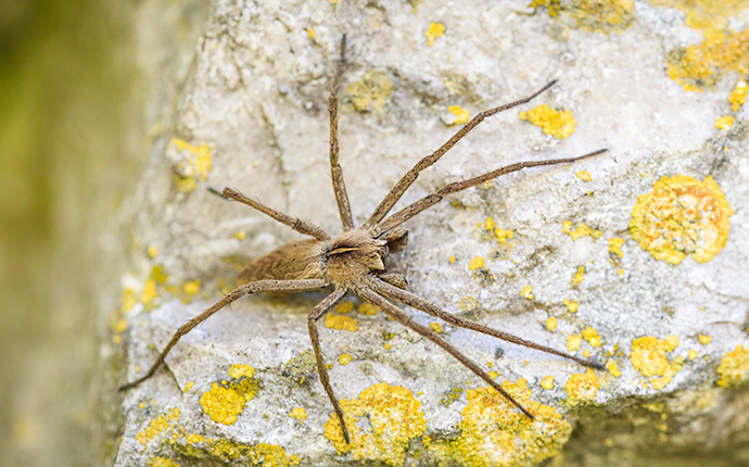 up close image of a hobo spider crawling on a stone wall