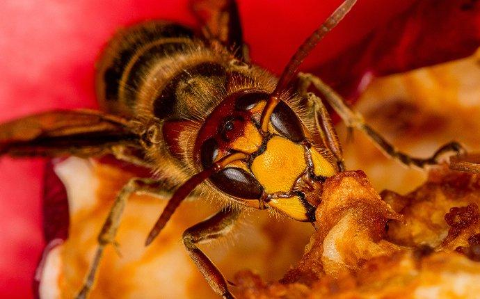 hornet eating apple