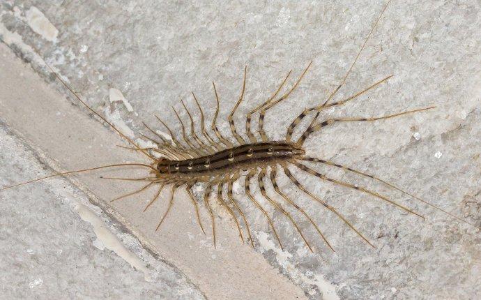 a centipede crawling on a bathroom wall