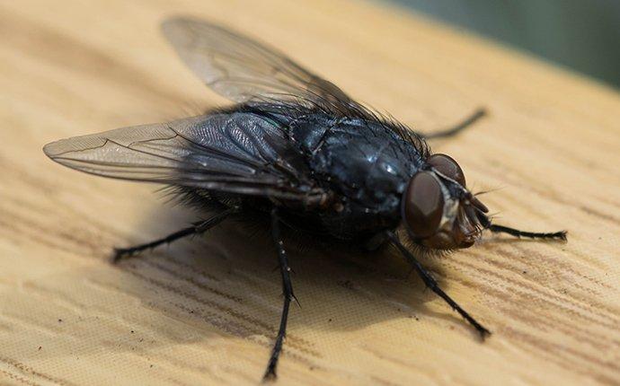 a housefly on a countertop