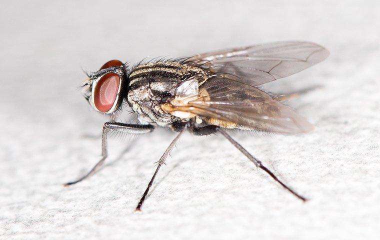 house fly on table