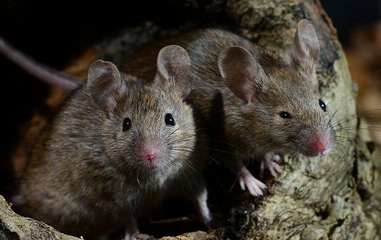 The Life Expectancy of Mice