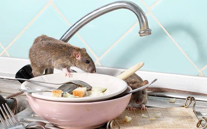 Prosite Will Stop Rodents From Getting In rodent on kitchen counter in central washington