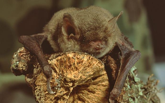 Going Batty: How to Choose the Right Bat for Your Work