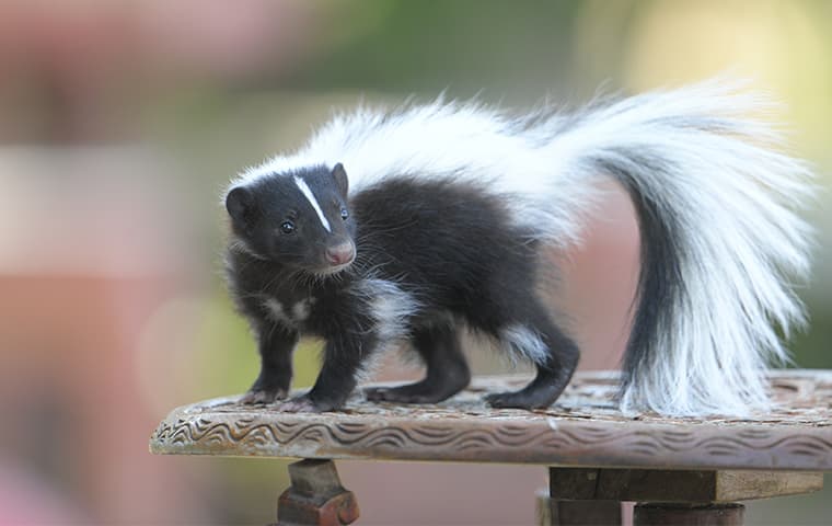 little skunk on patio table