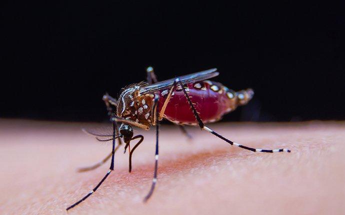 a mosquito speading dideases through it bite
