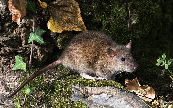 a norway rat outside of an ellensburgh home