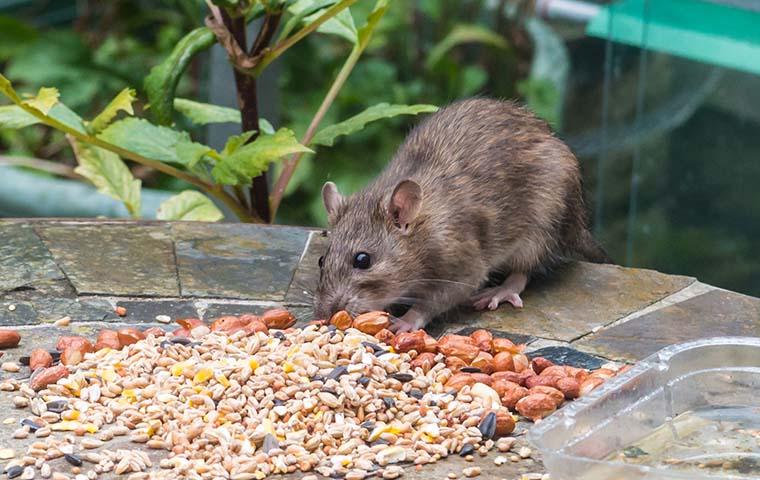 rat eating seeds from bird feeder