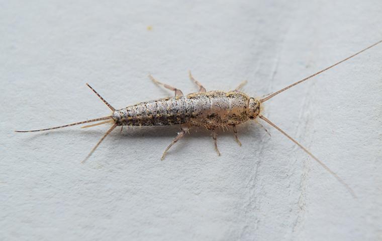 a silverfish crawling in a home