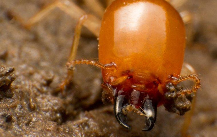 close up of termite face