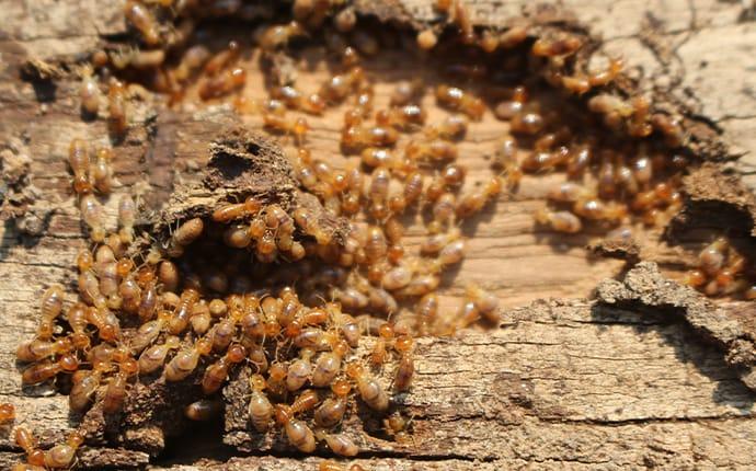 Keep Termites Out Of Your Home termites eating wood