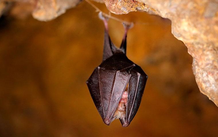 tiny brown bat hanging in a cave
