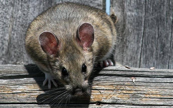 Wood Rats Have Bushy Tails wood rat in yakima count wa