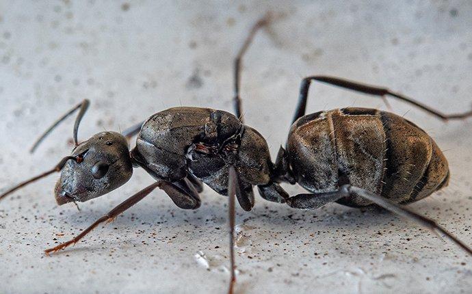 carpenter ant on kitchen counter