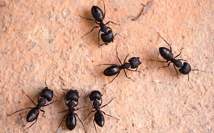 carpenter ants crawling on floor