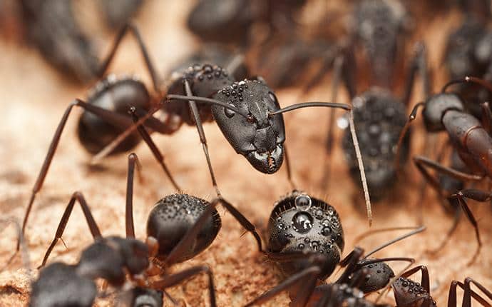 Carpenter & Velvety Tree Ants Are Wood Destroyers carpenter ants on a log in washington
