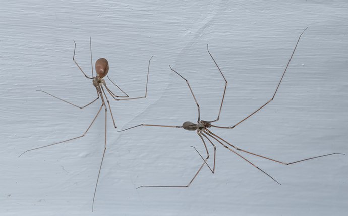 long bodied cellar spider male and female