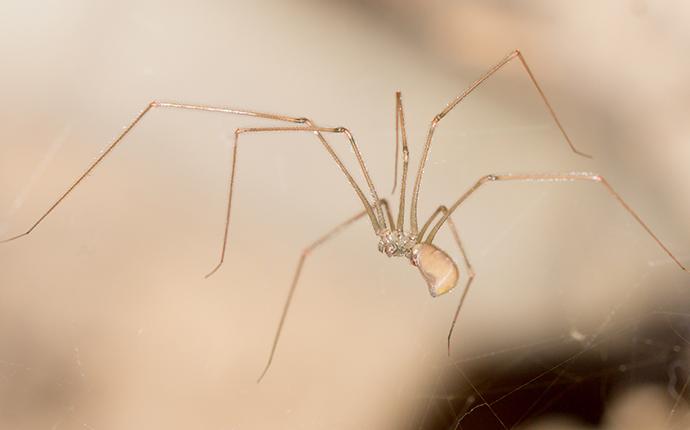 cellar spider