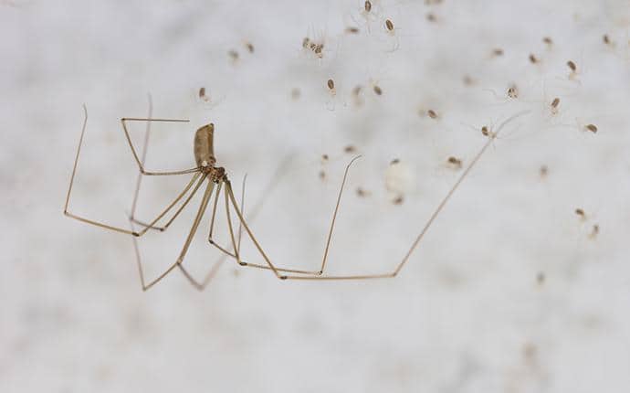 cellar spider in washington state