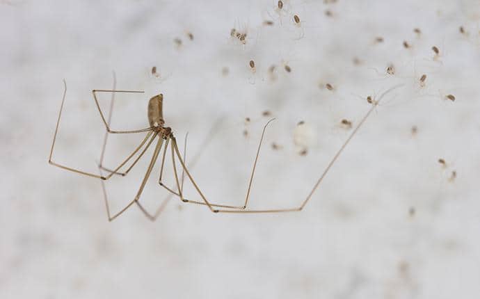 The common spiders of the United States. Spiders -- United States