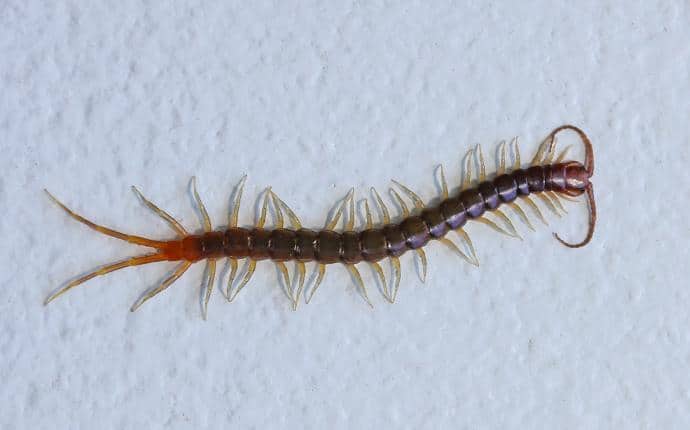 centipede in cle elum washington