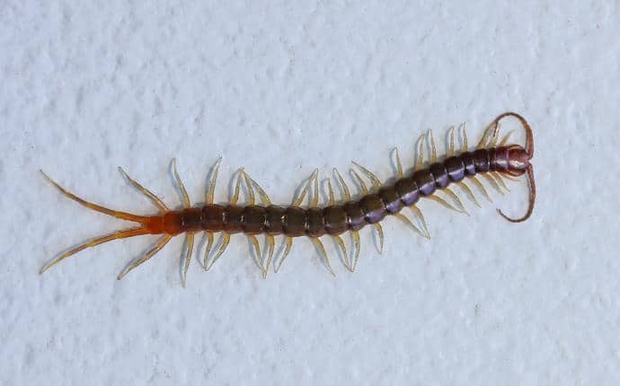 Occasional Invaders | A Guide To Centipedes, Silverfish ...