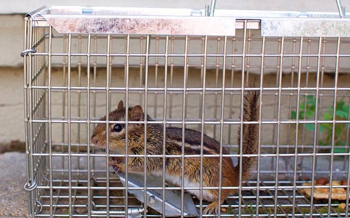 https://cdn.branchcms.com/rZB520lYb0-1171/images/chipmunk-in-trap.jpg