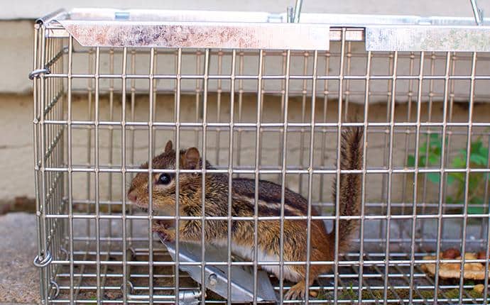 Prosite Offers Humane Wildlife Control Solutions chipmunk in trap in yakima county wa