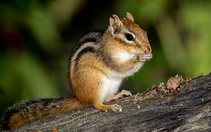 Chipmunks Have Brown Stripes On Their Backs chipmunk in yakima wa