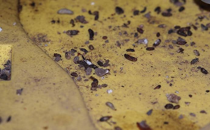 Prosite Will Clean-Up Dangerous Messes insulation in yakima wa home contaminated by rodent droppings