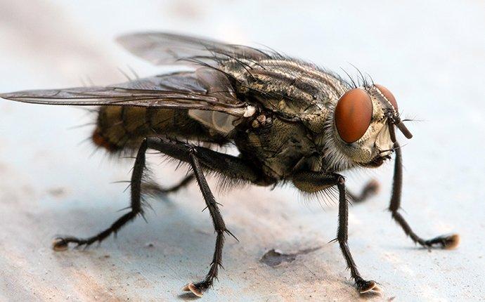 house fly poop