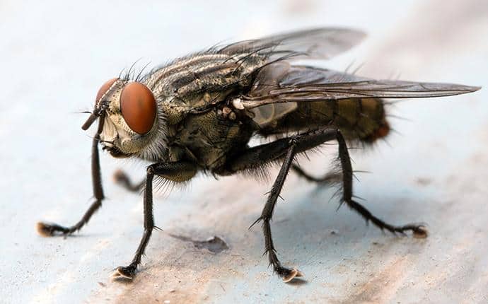 How To Get Rid of Cluster Flies - Cluster Fly Control Guide