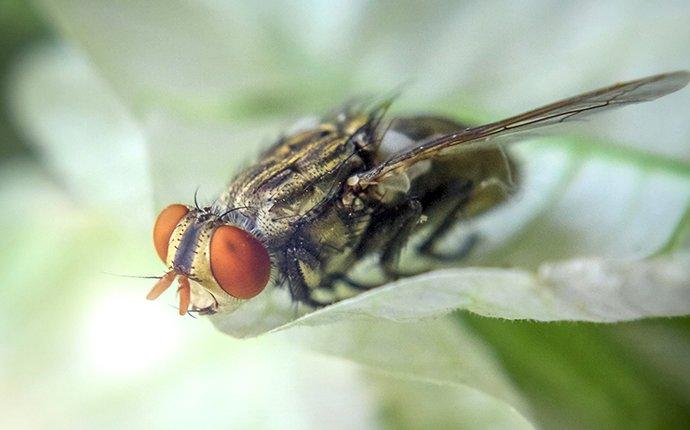 cluster fly on plant