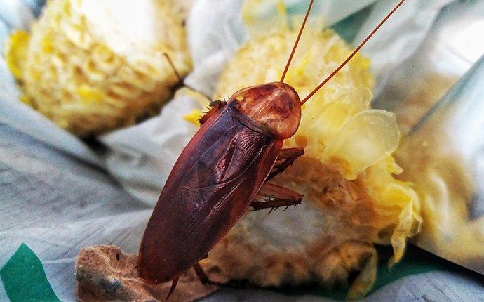 cockroach crawling in trash