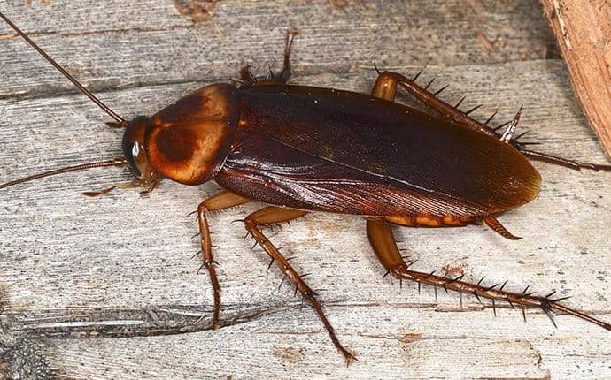 cockroach on the floor of a washington home