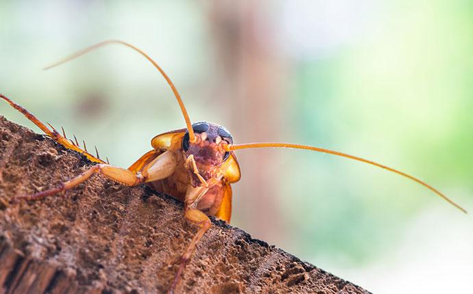 a cockroach on a branch