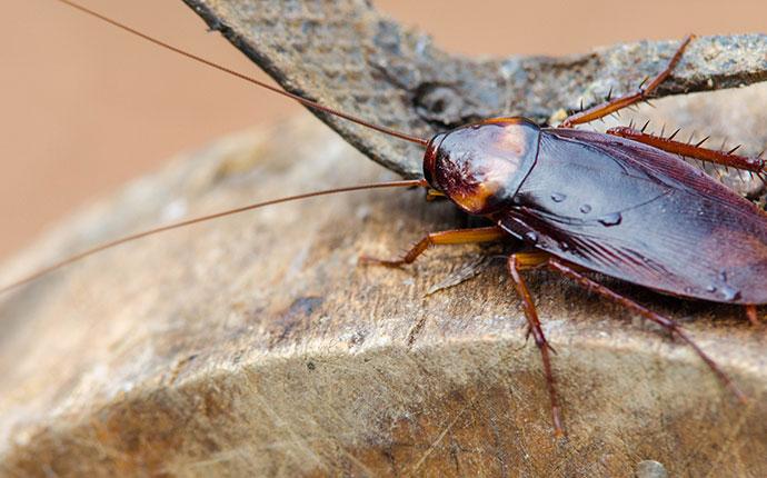 a cockroach outside a house