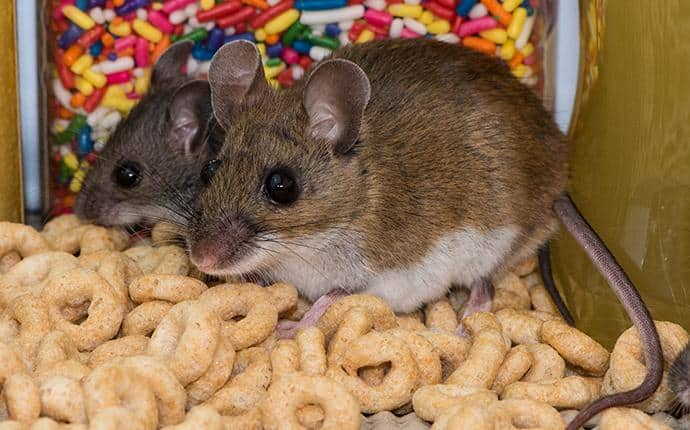 Deer Mice Have Large Fur-Covered Ears deer mice in ellensburg wa home