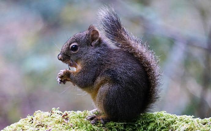 Douglas Squirrel Tails Have Black Tips douglas squirrel in ellensburg wa