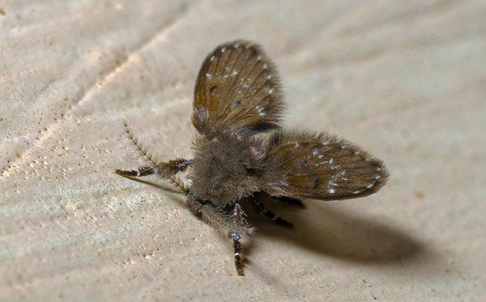 I spy, my little drain fly: an in-depth look at drain fly control