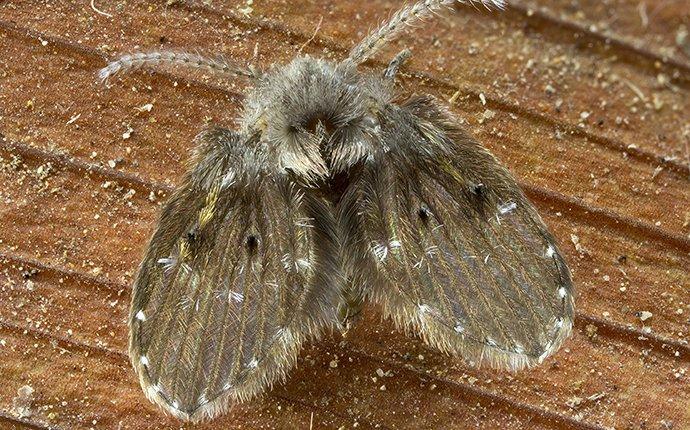 drain fly in home